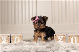 Faye - Yorkshire Terrier - Yorkie for sale