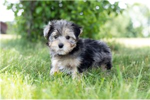 Angelo - Yorkshire Terrier - Yorkie for sale