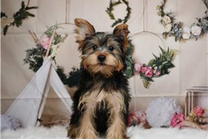 Mogley - Yorkshire Terrier - Yorkie for sale