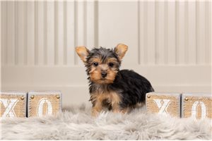 Foster - Yorkshire Terrier - Yorkie for sale