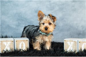 Alexander - Yorkshire Terrier - Yorkie for sale