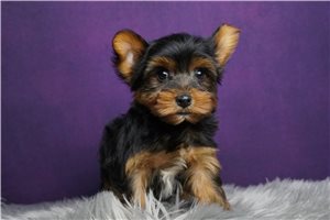 Chuck - Yorkshire Terrier - Yorkie for sale
