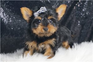 Tobias - Yorkshire Terrier - Yorkie for sale