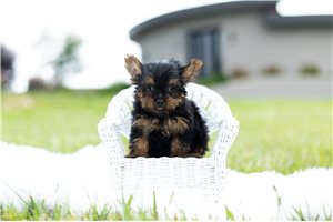 Tate - Yorkshire Terrier - Yorkie for sale