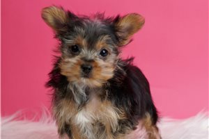 Quinn - Yorkshire Terrier - Yorkie for sale