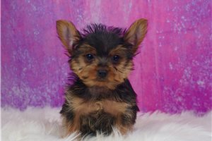 Woody - Yorkshire Terrier - Yorkie for sale