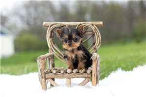 Milo - Yorkshire Terrier - Yorkie for sale