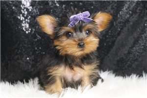 Paloma - Yorkshire Terrier - Yorkie for sale