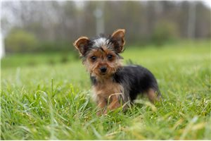 Salleigh - Yorkshire Terrier - Yorkie for sale