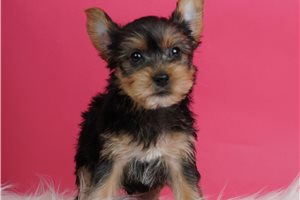 Mogley - Yorkshire Terrier - Yorkie for sale