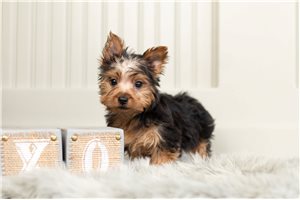 Herman - Yorkshire Terrier - Yorkie for sale