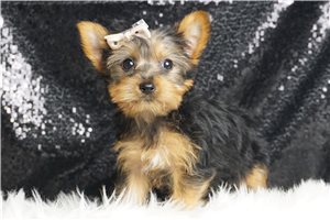 Winona - Yorkshire Terrier - Yorkie for sale