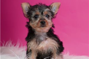 Ritzy - Yorkshire Terrier - Yorkie for sale