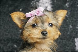 Delia - Yorkshire Terrier - Yorkie for sale