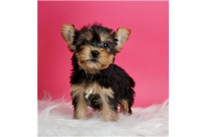 Jazz - Yorkshire Terrier - Yorkie for sale