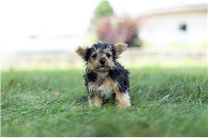 Ricco - Yorkshire Terrier - Yorkie for sale