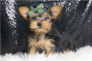 Porter - Yorkshire Terrier - Yorkie for sale