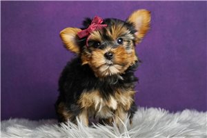 Felicity - Yorkshire Terrier - Yorkie for sale