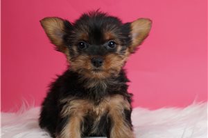 Mint - Yorkshire Terrier - Yorkie for sale