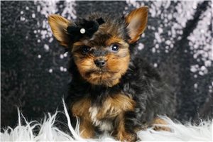 Colton - Yorkshire Terrier - Yorkie for sale