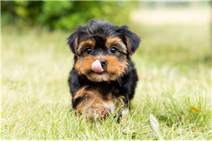 Skye - Yorkshire Terrier - Yorkie for sale
