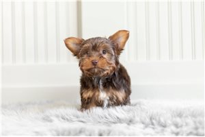 Prisha - Yorkshire Terrier - Yorkie for sale