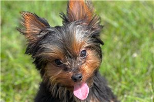 Cherry - Yorkshire Terrier - Yorkie for sale