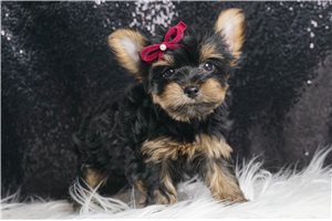 Eleanor - Yorkshire Terrier - Yorkie for sale