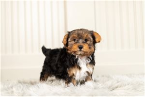 Gordy - Yorkshire Terrier - Yorkie for sale