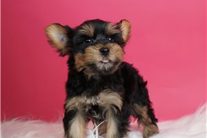 Dillon - Yorkshire Terrier - Yorkie for sale