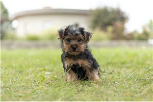 Tatum - Yorkshire Terrier - Yorkie for sale