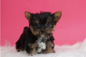 Itsy - Yorkshire Terrier - Yorkie for sale