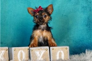 Teegan - Yorkshire Terrier - Yorkie for sale