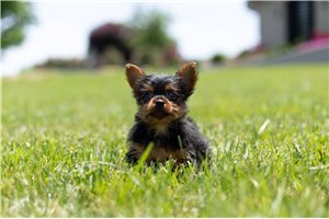 Mr Andy - Yorkshire Terrier - Yorkie for sale