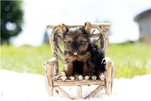 Brooks - Yorkshire Terrier - Yorkie for sale