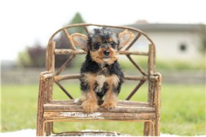 Jagger - Yorkshire Terrier - Yorkie for sale