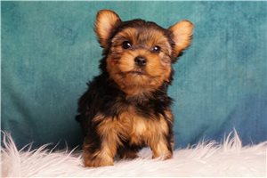 Remington - Yorkshire Terrier - Yorkie for sale