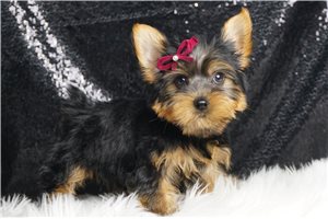 Waverly - Yorkshire Terrier - Yorkie for sale
