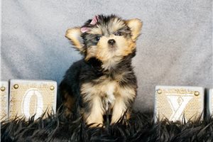 Roselyn - Yorkshire Terrier - Yorkie for sale