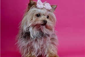 Skittles - Yorkshire Terrier - Yorkie for sale
