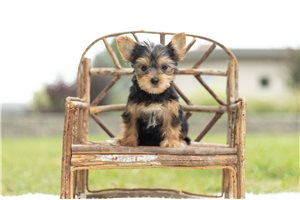 Addie - Yorkshire Terrier - Yorkie for sale