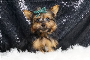 Virginia - Yorkshire Terrier - Yorkie for sale