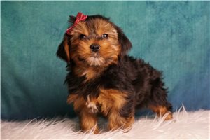 Reign - Yorkshire Terrier - Yorkie for sale