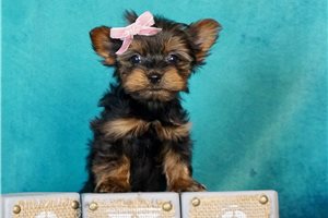Tala - Yorkshire Terrier - Yorkie for sale