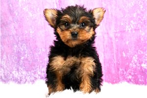 Wilma - Yorkshire Terrier - Yorkie for sale