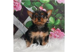 AKC Flynn - Yorkshire Terrier - Yorkie for sale