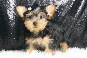 Pedro - Yorkshire Terrier - Yorkie for sale