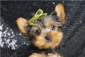 Waylon - Yorkshire Terrier - Yorkie for sale