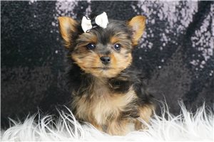 Dexter - Yorkshire Terrier - Yorkie for sale