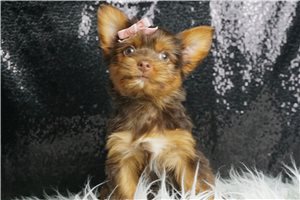 Catalina - Yorkshire Terrier - Yorkie for sale